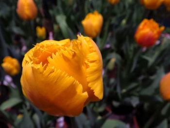 Close-up of yellow tulip