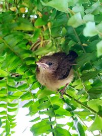 Close-up of a bird against plants