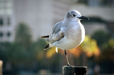 Seagull perching on wooden post