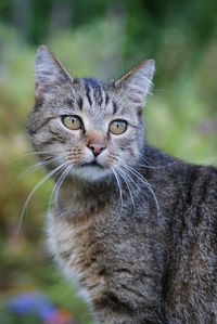 Close-up portrait of a cat