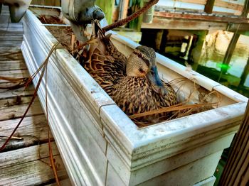 High angle view of a bird