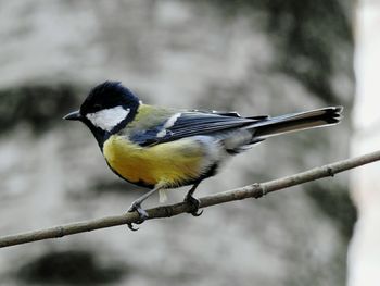 Close-up of bird perching outdoors