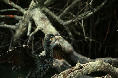 Close-up of gray heron perching on branch