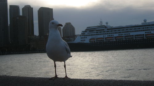 Seagull perching on sea by city against sky