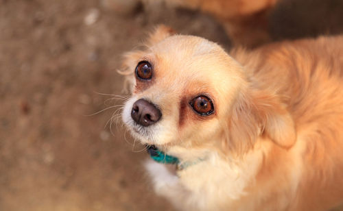 Close-up of dog