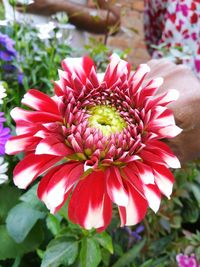 Close-up of red flowers blooming outdoors