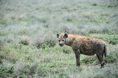 Hyena standing on grassy land