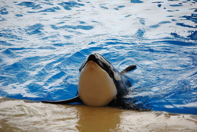 High angle view of swimming in sea