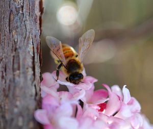 Close-up of bee on pink flower