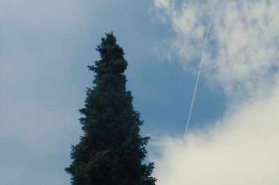 Low angle view of trees against blue sky