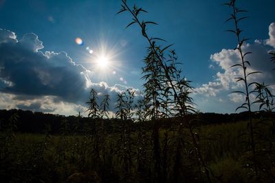 Low angle view of silhouette trees on landscape against sky