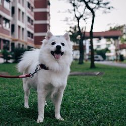 Portrait of a dog