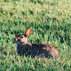 Close-up of a rabbit on grass