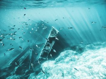 Fish swimming in sea