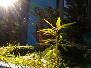Close-up of plant against bright sun