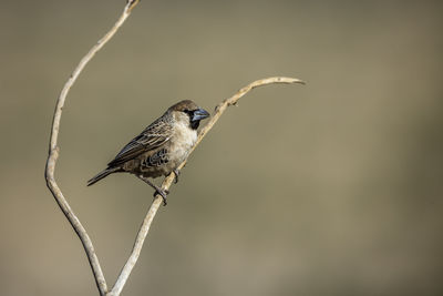 Sociable Weaver