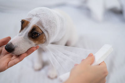 Midsection of woman with dog