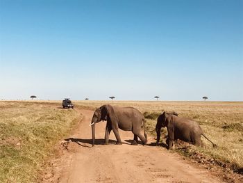 Two elephants crossing dirt road in maasai mara game reserve, kenya 