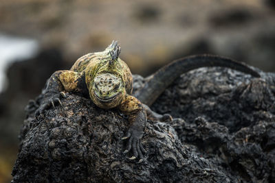 Close up of iguana on rock