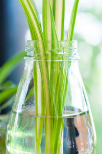 Close-up of drink in glass jar