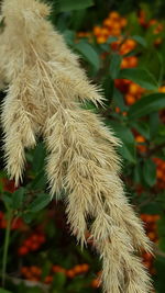 Close-up of flower growing outdoors
