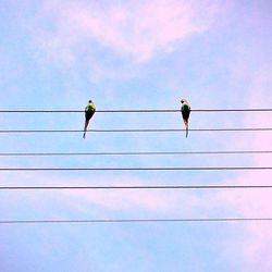 Low angle view of birds perching on power line