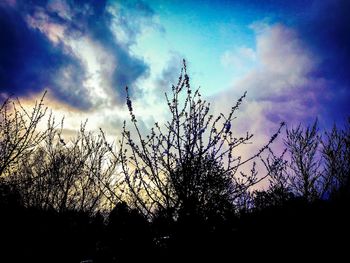 Low angle view of trees against cloudy sky