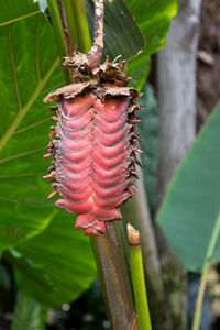 Close-up of insect on plant