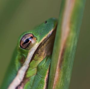 Close-up of lizard