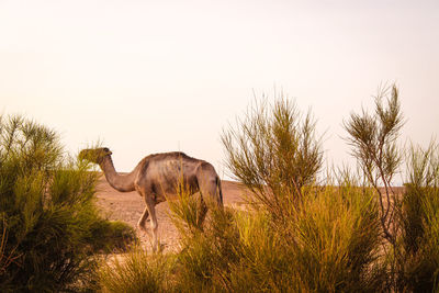 Horse in a field