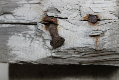 Close-up of rusty metal on wood