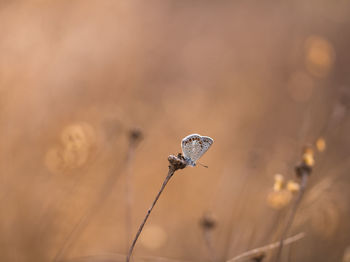 Close-up of wilted plant