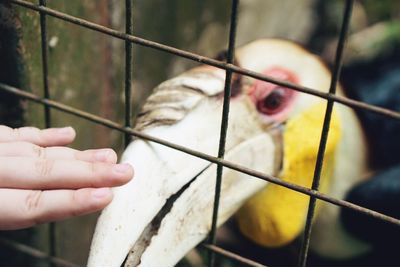 Cropped hand of person by hornbill in cage