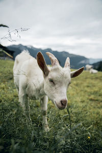 Sheep in a field