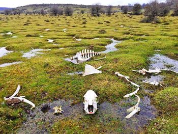 High angle view of sheep on field