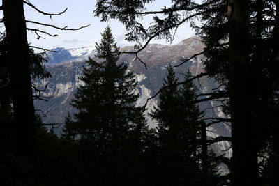 Pine trees in forest against sky