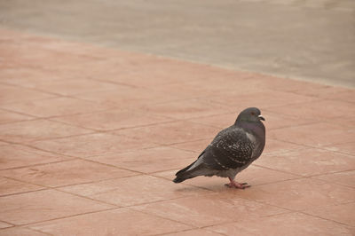 High angle view of pigeon perching on floor