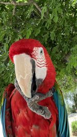 Close-up of a parrot