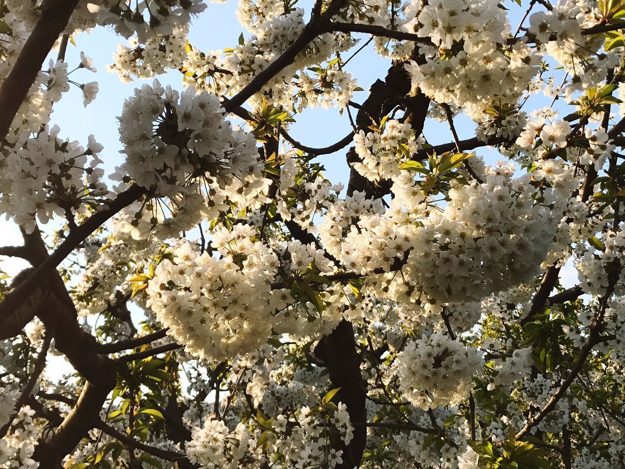 LOW ANGLE VIEW OF FRESH APPLE TREE AGAINST SKY