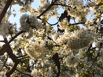 Low angle view of cherry tree against sky