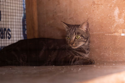 Portrait of cat sitting on floor