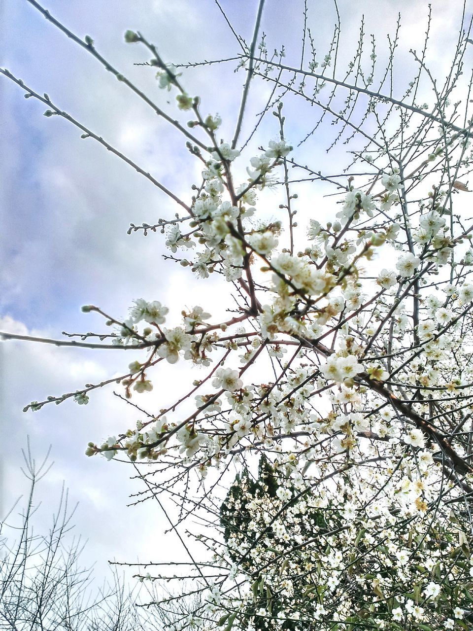 low angle view, sky, branch, tree, growth, nature, beauty in nature, cloud - sky, power line, tranquility, day, bare tree, outdoors, cloud, no people, blue, twig, high section, cable, cloudy