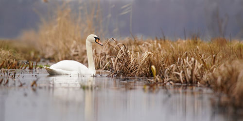 Swan swimming in lake