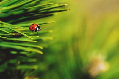 Close-up of ladybug on plant