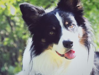 Close-up portrait of a dog