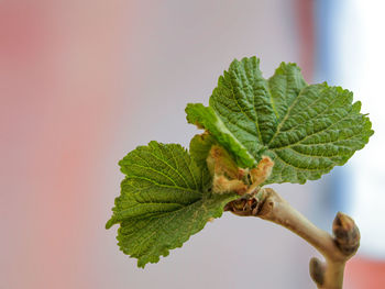 Close-up of leaves on plant against gray background