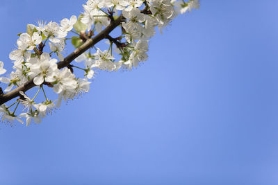 Low angle view of apple blossoms in spring against clear blue sky