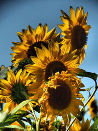 Close-up of yellow flowering plant against sky