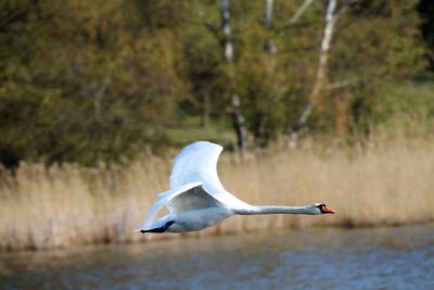 Seagull flying over a water