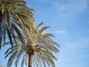 Low angle view of palm tree against blue sky